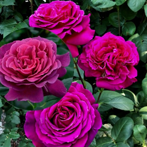 Rosa 'Big Purple' - Roos 'Big Purple' C4/4L 
